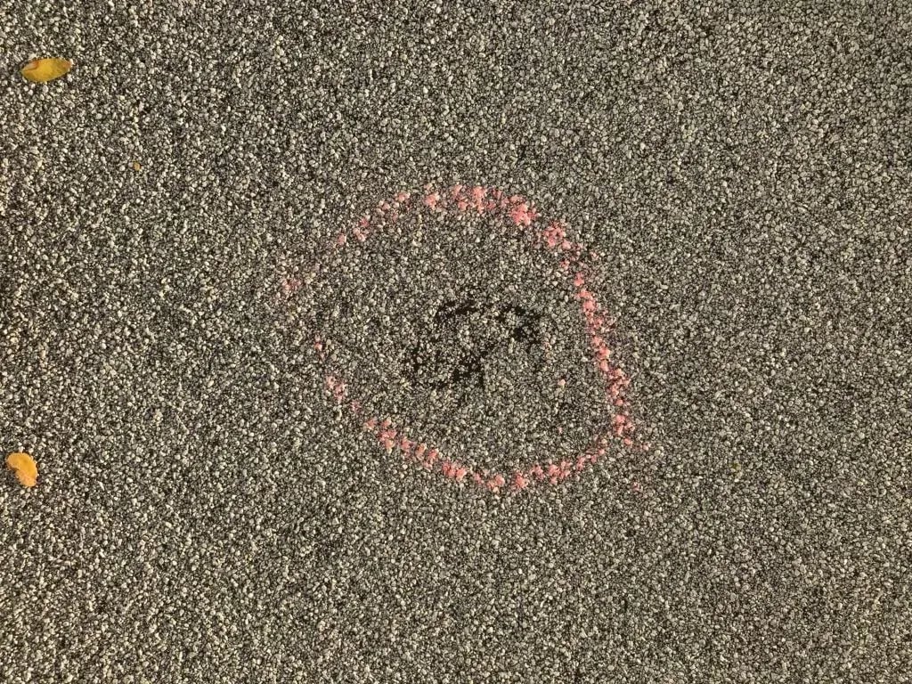 Hail hit circled in pink on an asphalt shingle